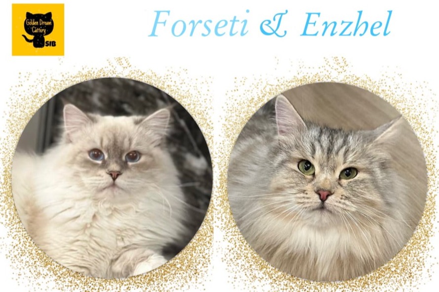 siberian kitten sale available