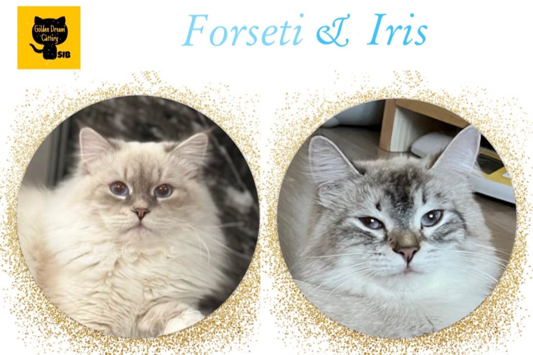 siberian kitten sale available