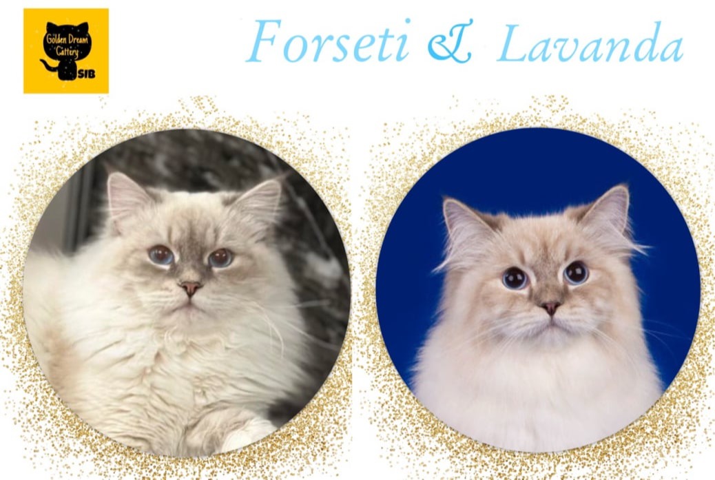 сибирские котята