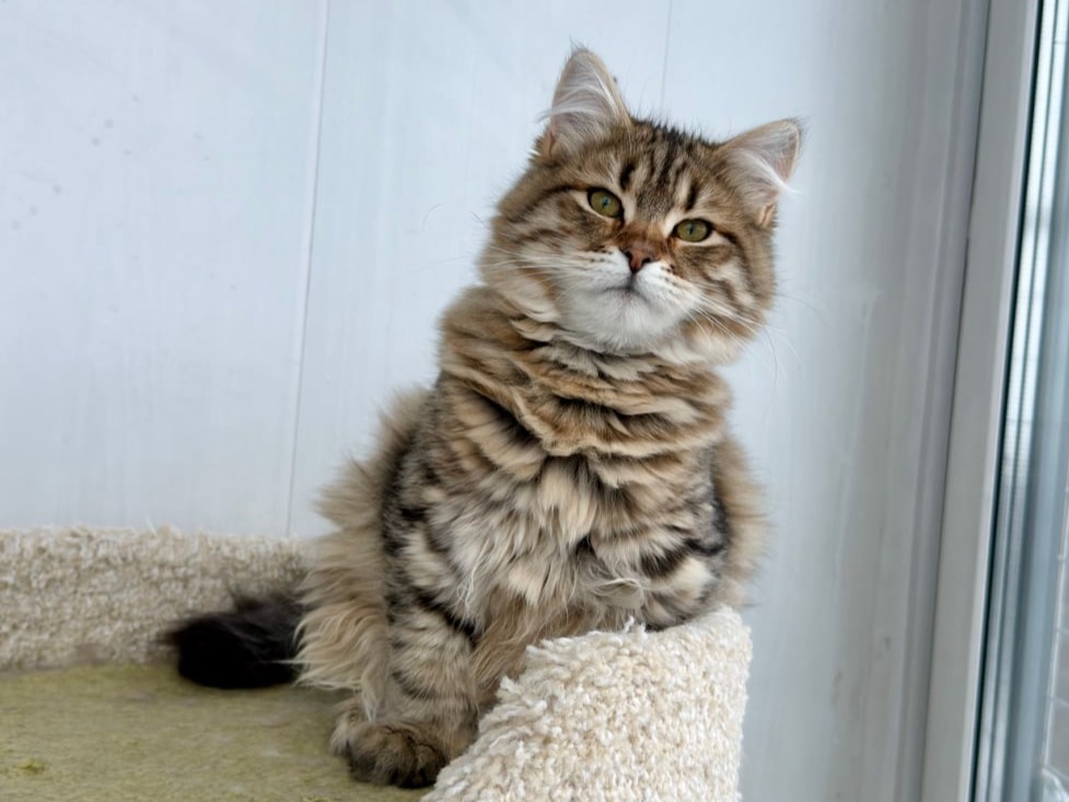 сибирский котенок продажа купить