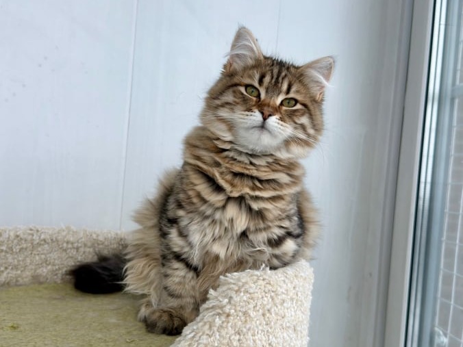 сибирские котята в спб