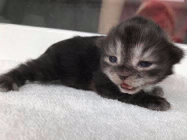 siberian kitten sale available
