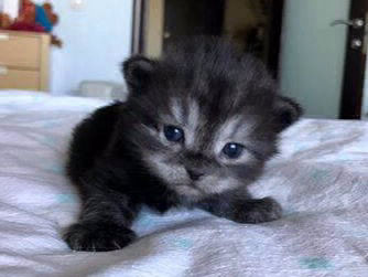 siberian kitten sale available