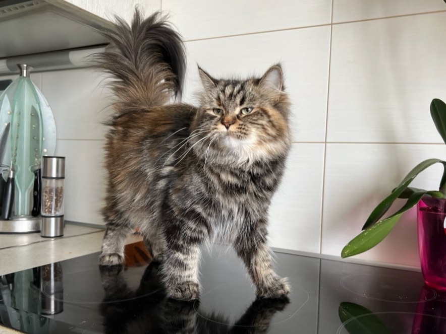сибирский котенок продажа купить