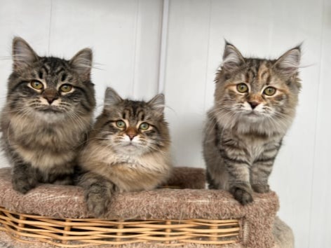 сибирские котята в спб