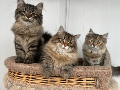 сибирские котята в спб