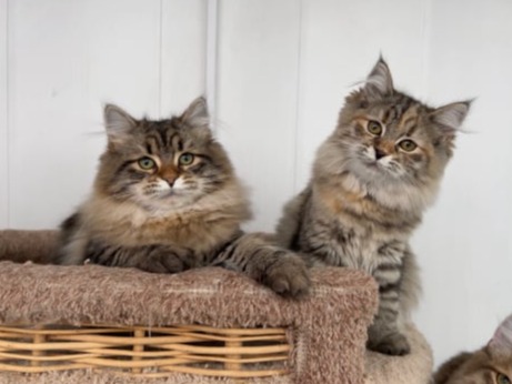 купить сибирского котенка в спб