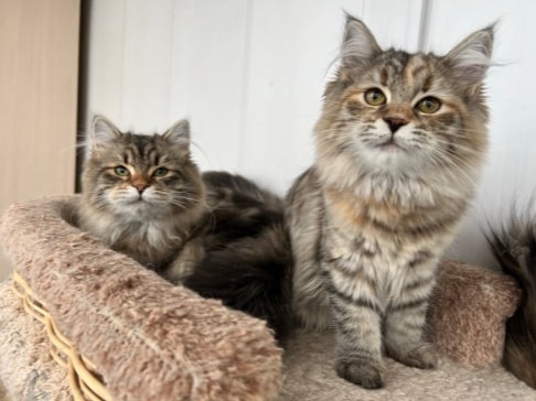 сибирские котята