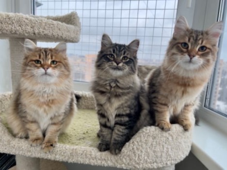 купить сибирского котенка в спб