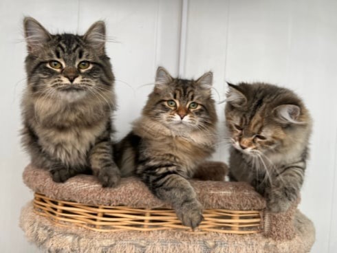 сибирские котята