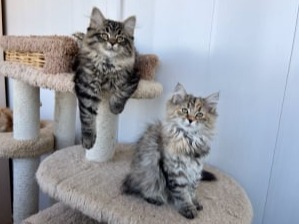 сибирские котята