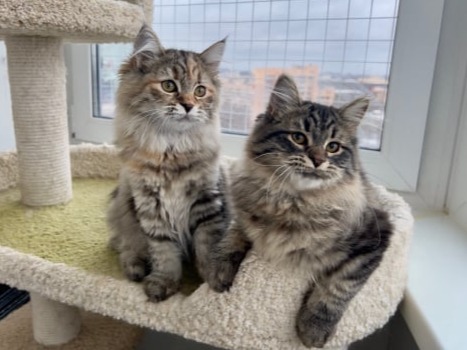 сибирские котята в спб