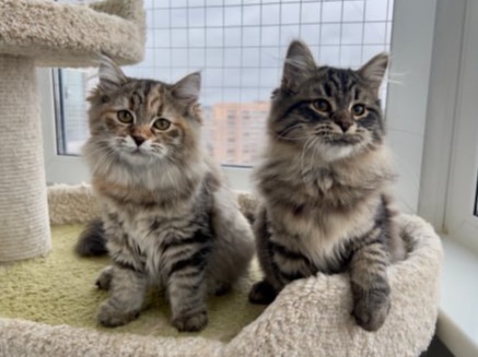 сибирские котята в спб