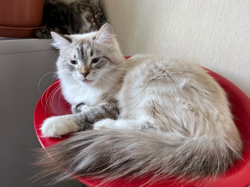 siberian kitten sale available
