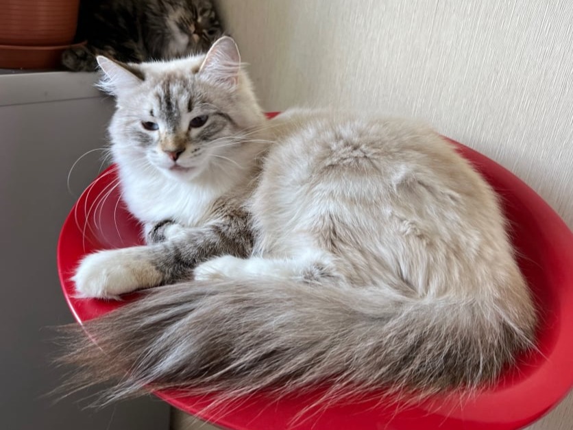 сибирская кошка 