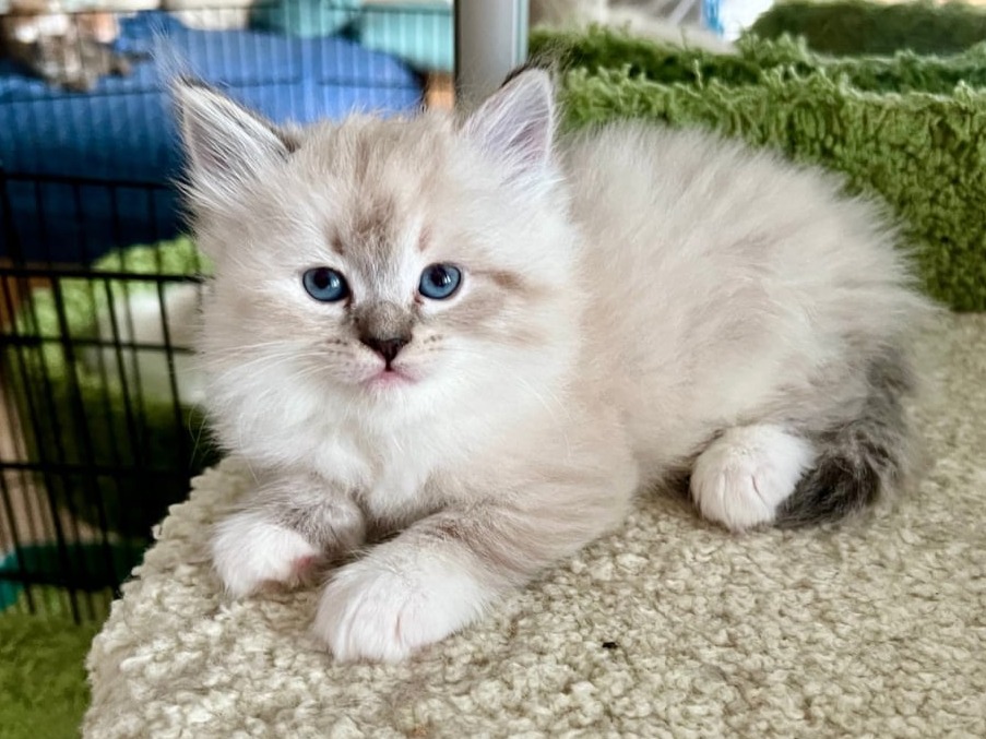 siberian kitten