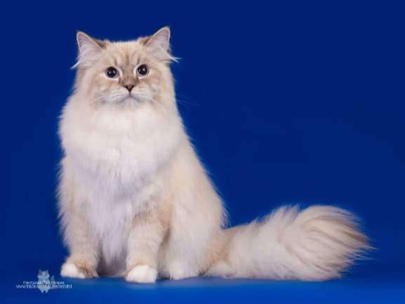 питомник сибирских кошек