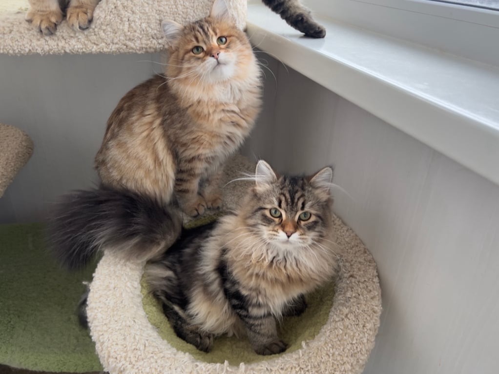 сибирские котята в спб