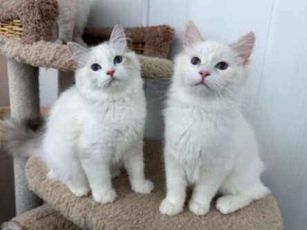 сибирские котята в спб