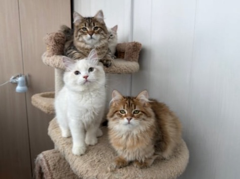 купить сибирского котенка в спб