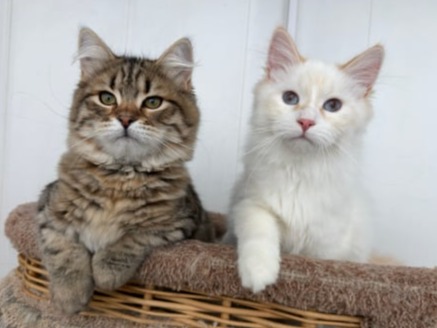 сибирские котята