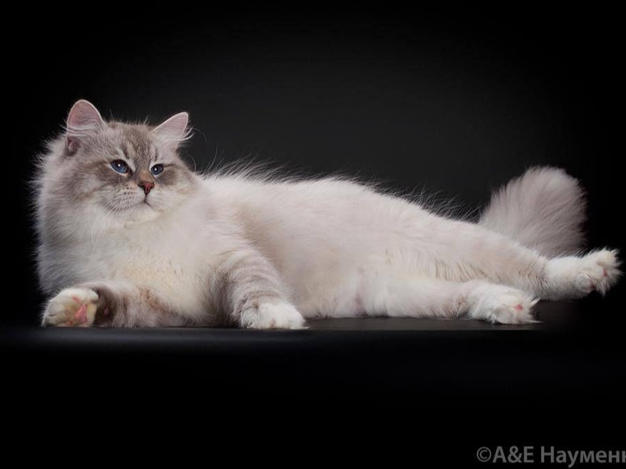 сибирский кот 