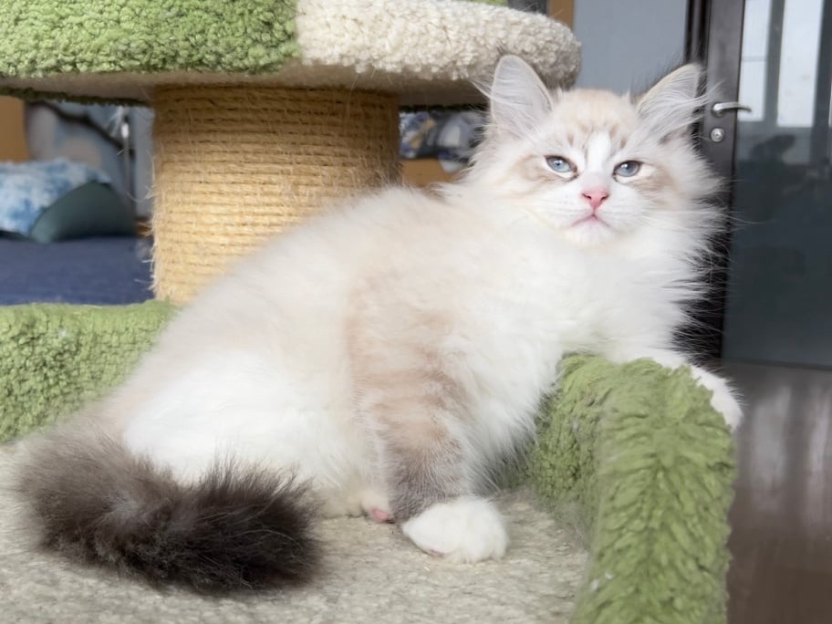 сибирский котенок продажа купить