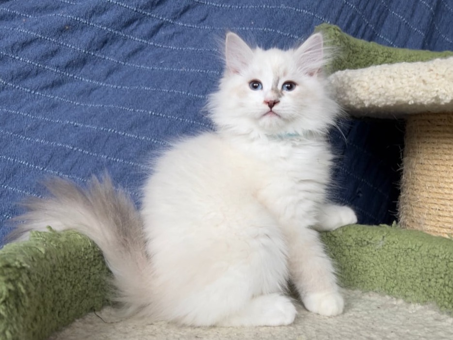 сибирский котенок продажа купить