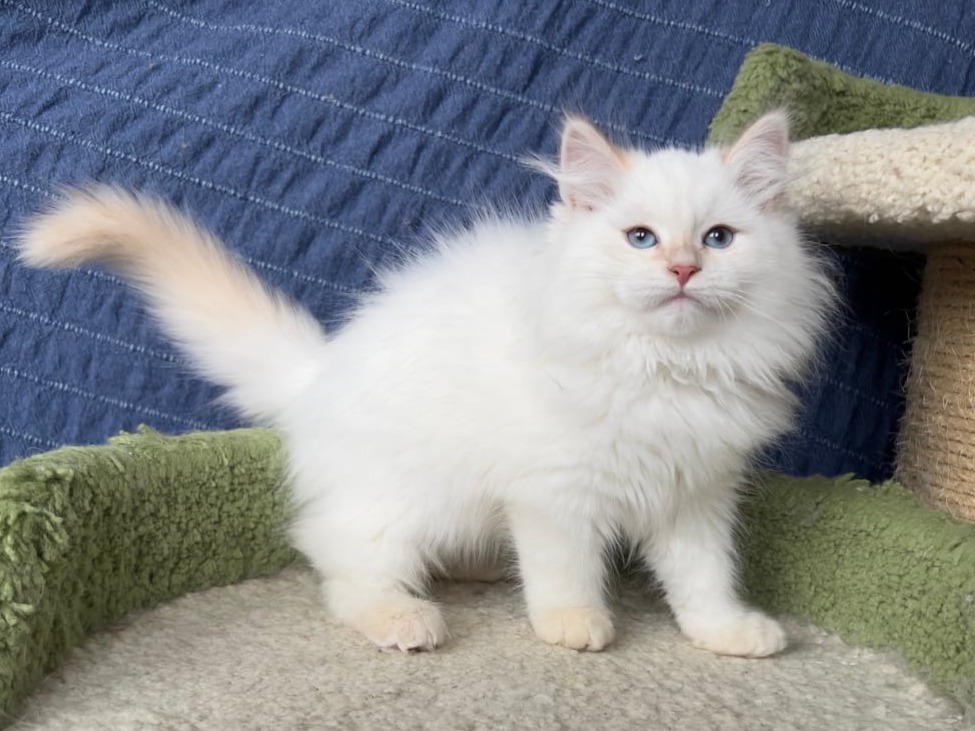 сибирский котенок продажа купить