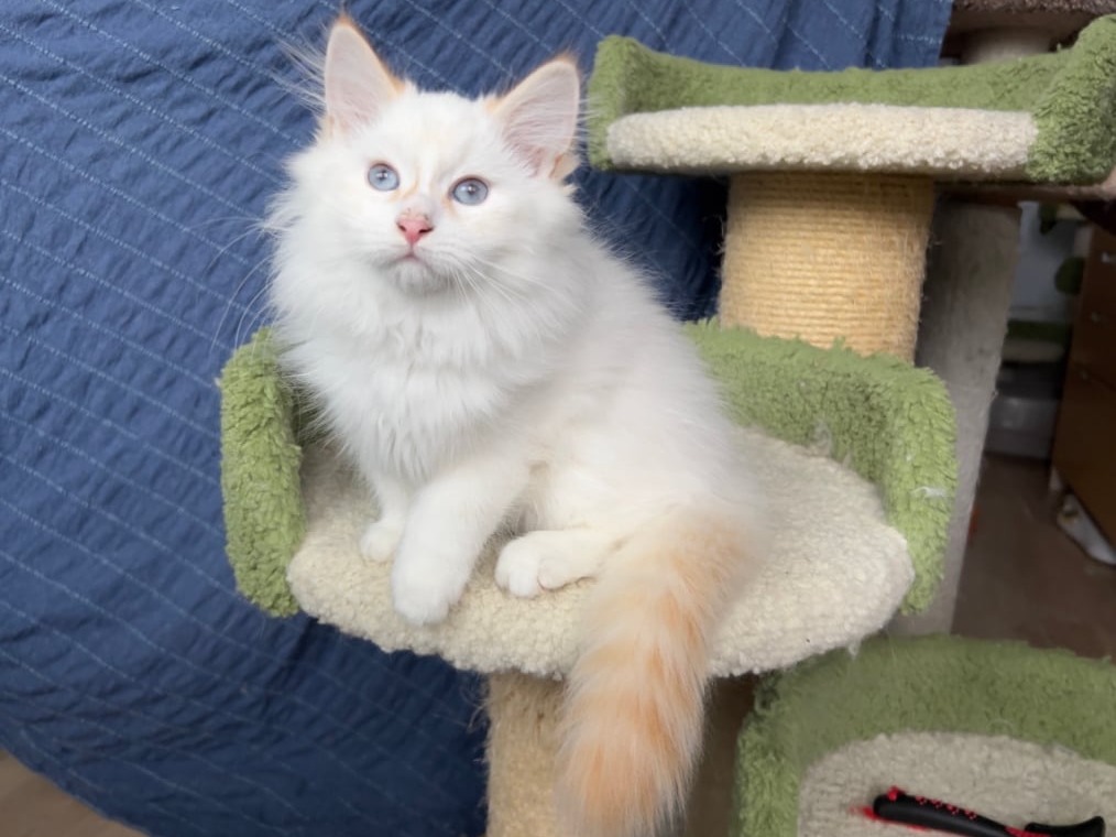 сибирский котенок продажа купить