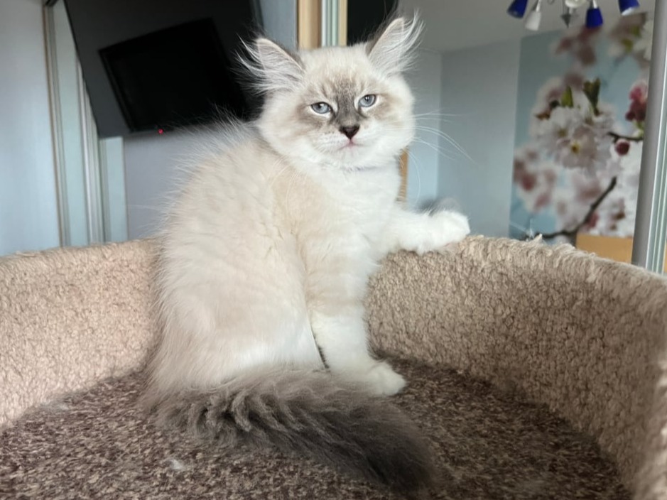сибирский котенок продажа купить