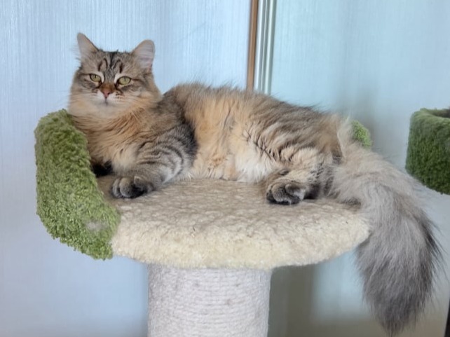 сибирские котята в спб