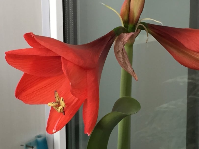 сибирский котенок продажа купить
