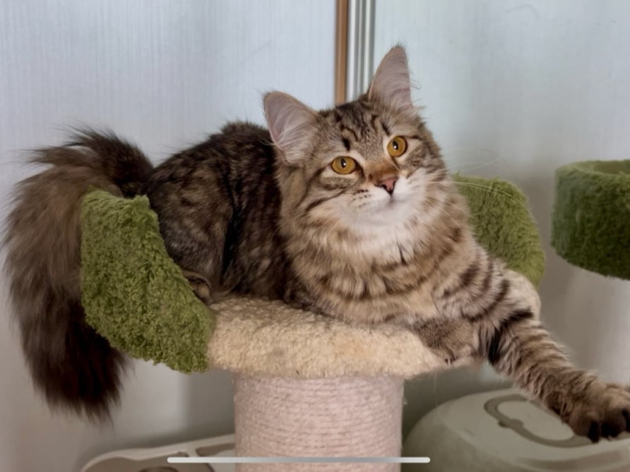 сибирский котенок продажа купить