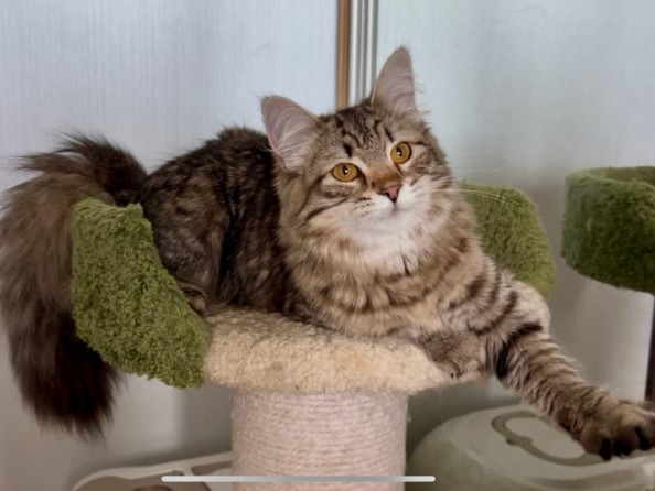 купить сибирского котенка в спб