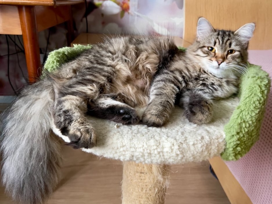 сибирский котенок продажа купить