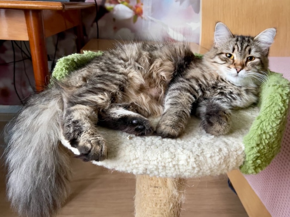 сибирские котята в спб