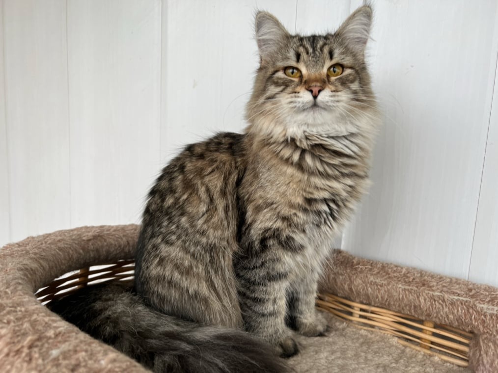 сибирский котенок продажа купить