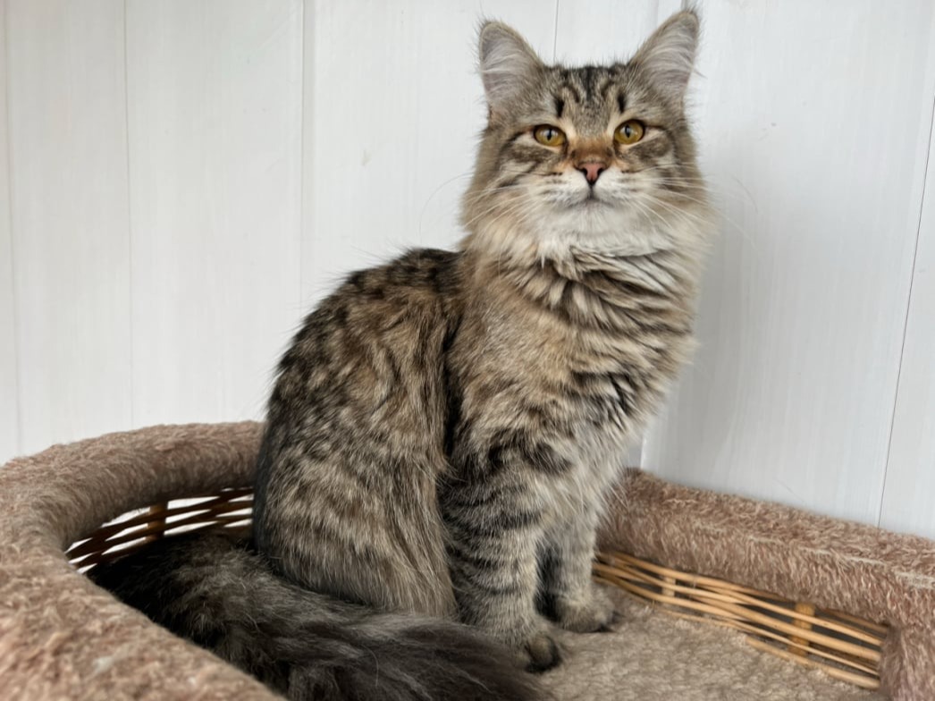 сибирские котята в спб