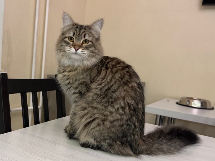 сибирский котенок продажа купить