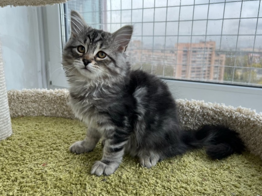 сибирский котенок продажа купить