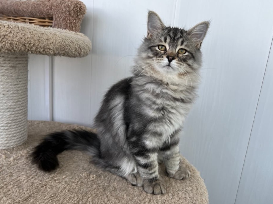 сибирский котенок продажа купить