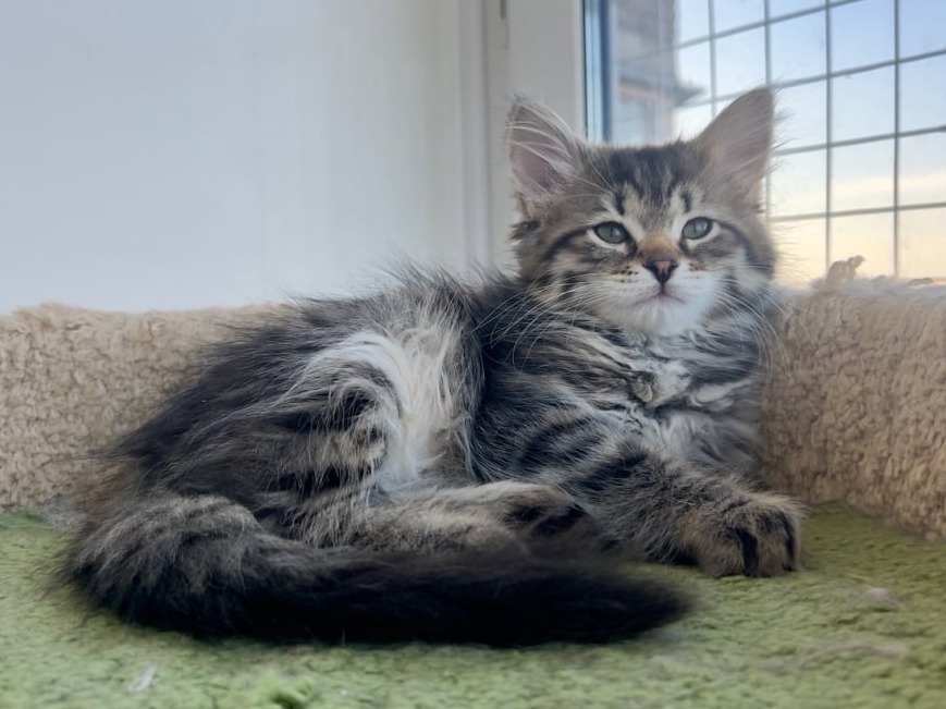 сибирский котенок продажа купить