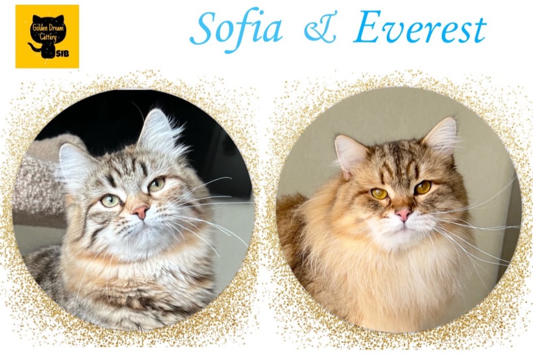 siberian kitten sale available