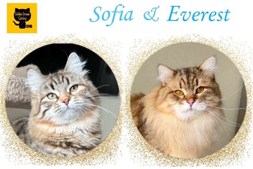 siberian kitten sale available