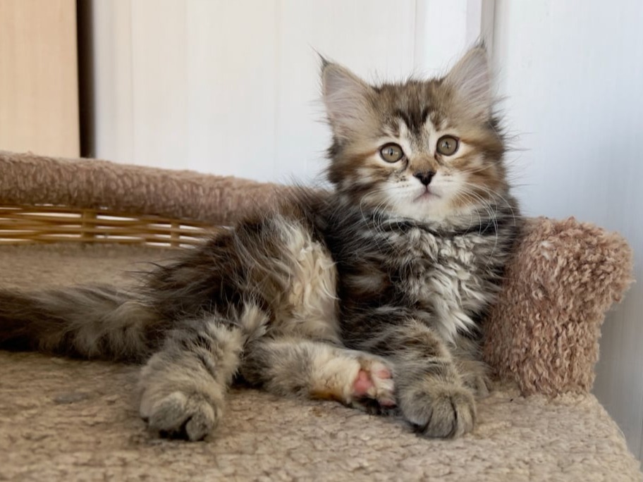 сибирский котенок продажа купить