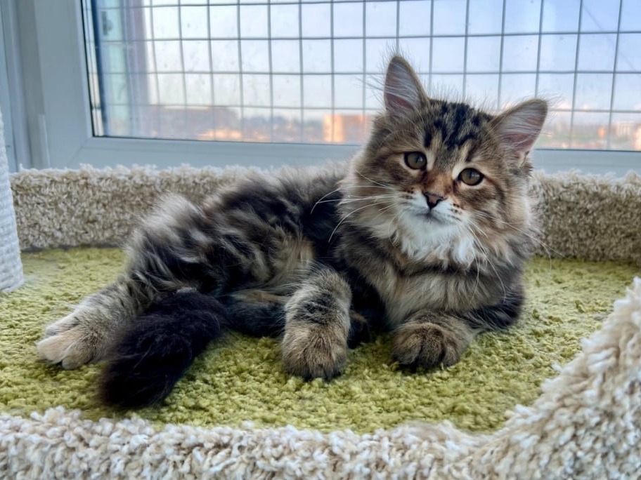 сибирский котенок продажа купить