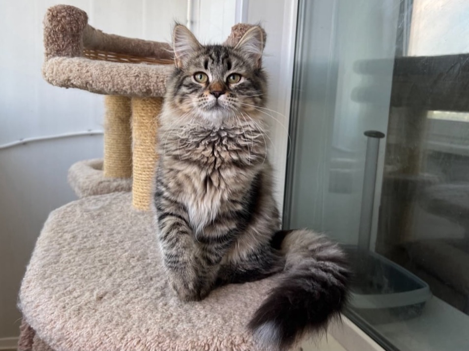 сибирский котенок продажа купить