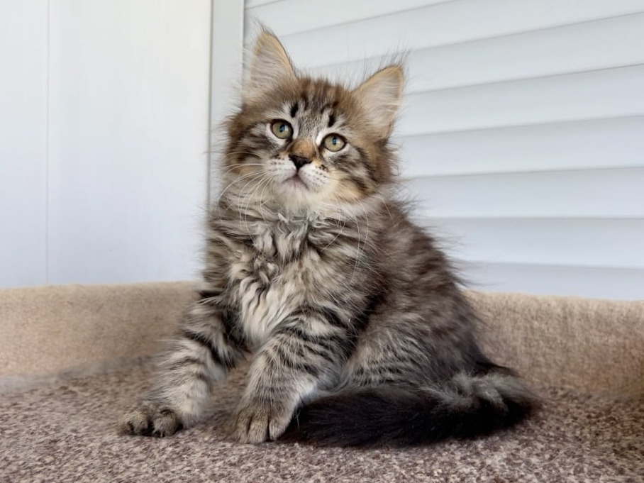 сибирский котенок продажа купить