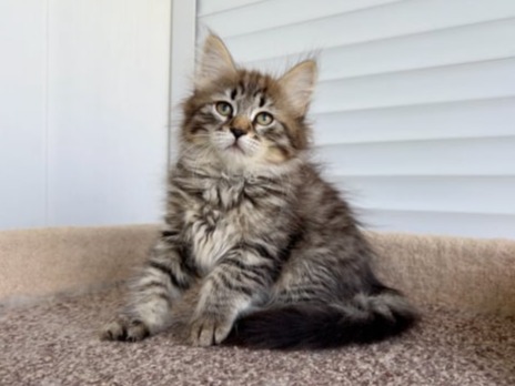сибирские котята